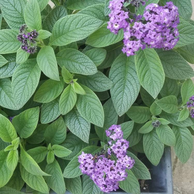 plant image 1100757