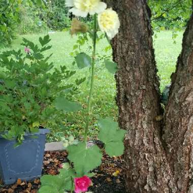 Melissa's garden