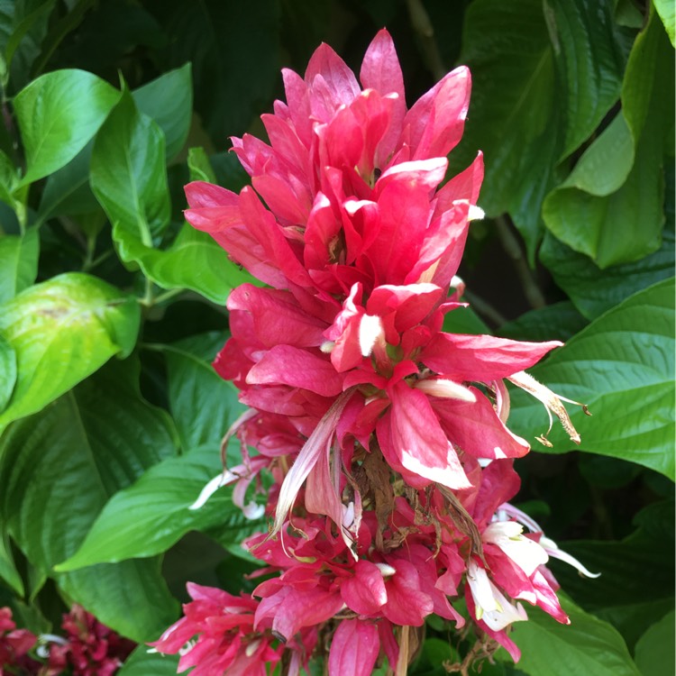 Plant image Megaskepasma erythrochalamys