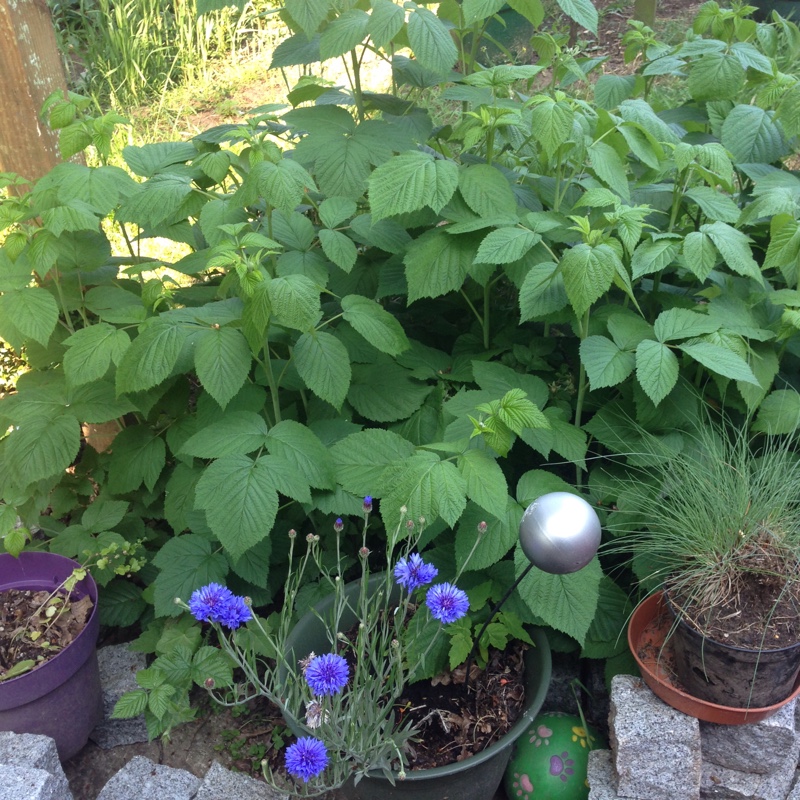 plant image 104860