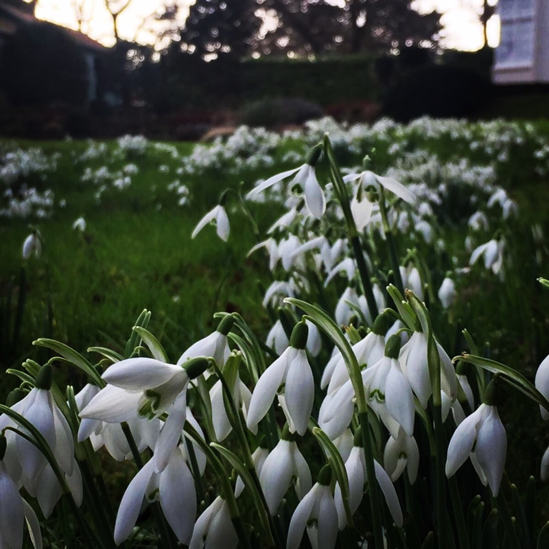 Plant image Galanthus nivalis 'Magnet'