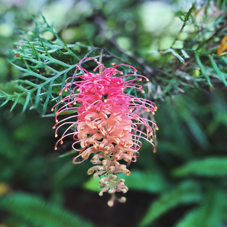 Plant image Grevillea bipinnatifida x banksii 'Ned Kelly' syn. Grevillea Mason's hybrid