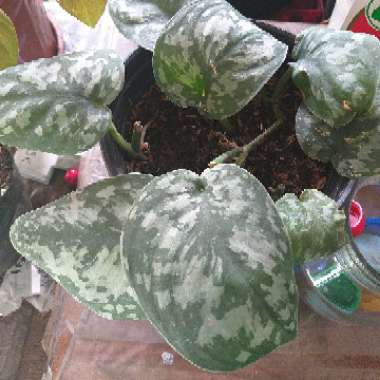 Scindapsus pictus 'Argyraeus' syn. Scindapsus pictus var. argyraeus, Scindapsus pictus argyraeus, Scindapsus argyraeus