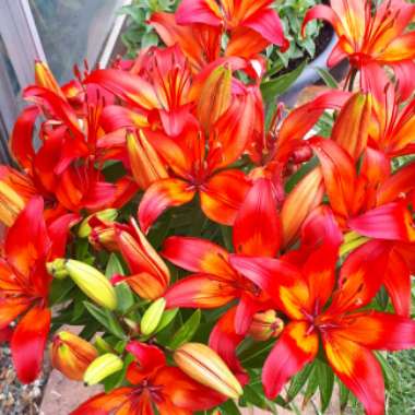 Christine's garden
