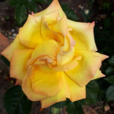 Christine's garden