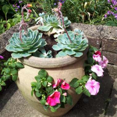 Christine's garden