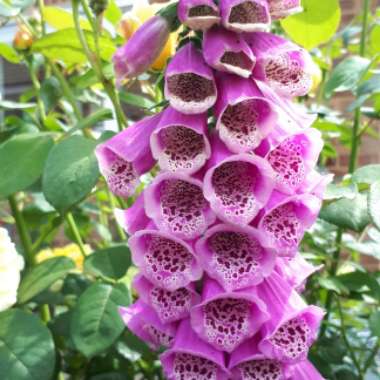 Christine's garden