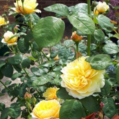 Christine's garden