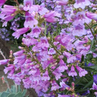 Christine's garden