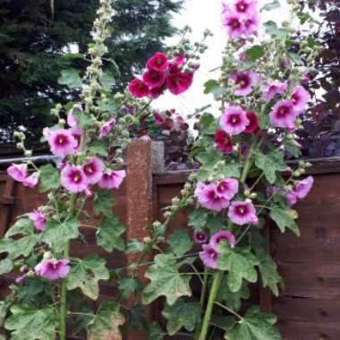 Christine's garden