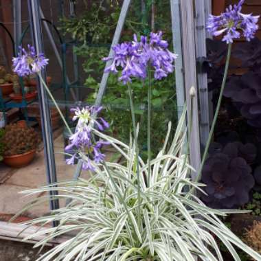 Christine's garden