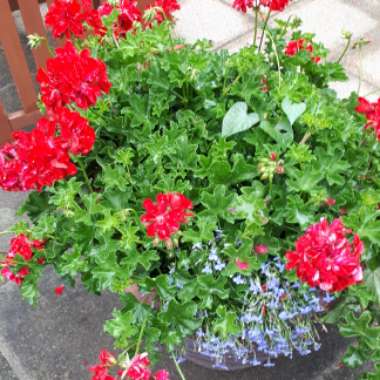 Christine's garden