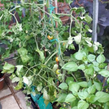 Christine's garden
