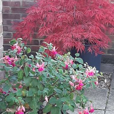 Christine's garden