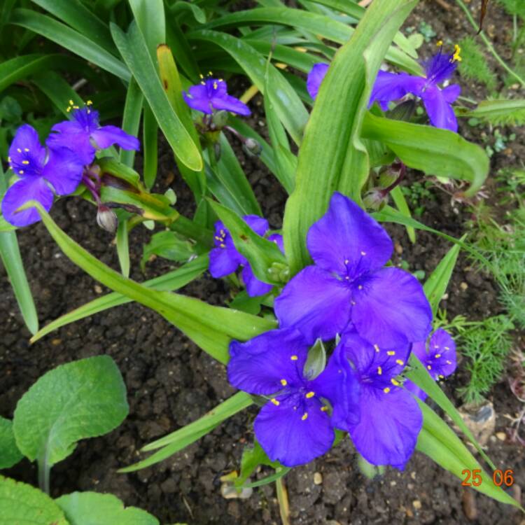 Plant image Tradescantia (Andersoniana Group) 'Purple Dome'