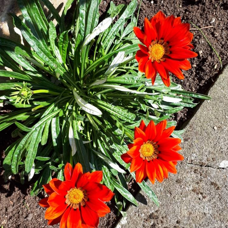 Plant image Gazania rigens 'Kiss Bronze'