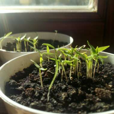 Capsicum annuum