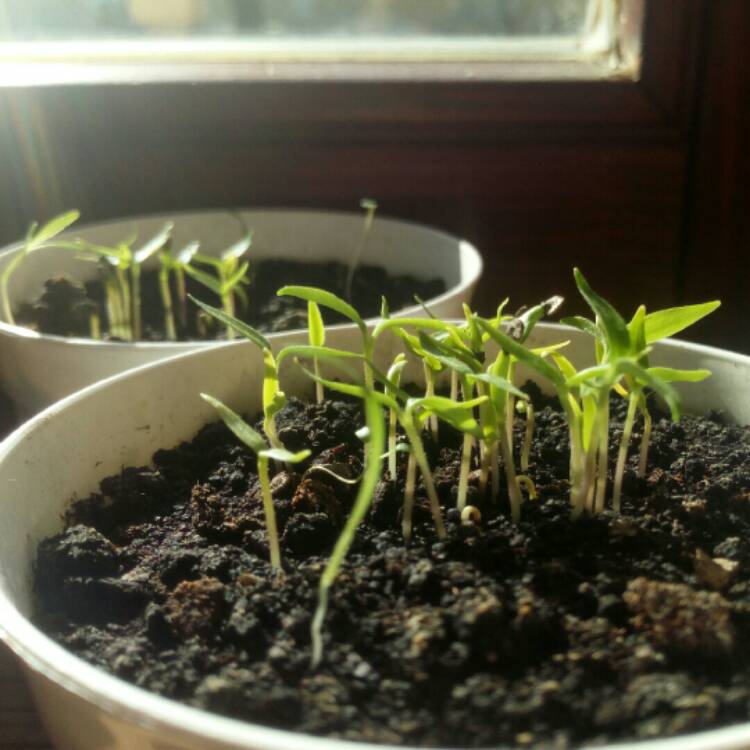 plant image 940614