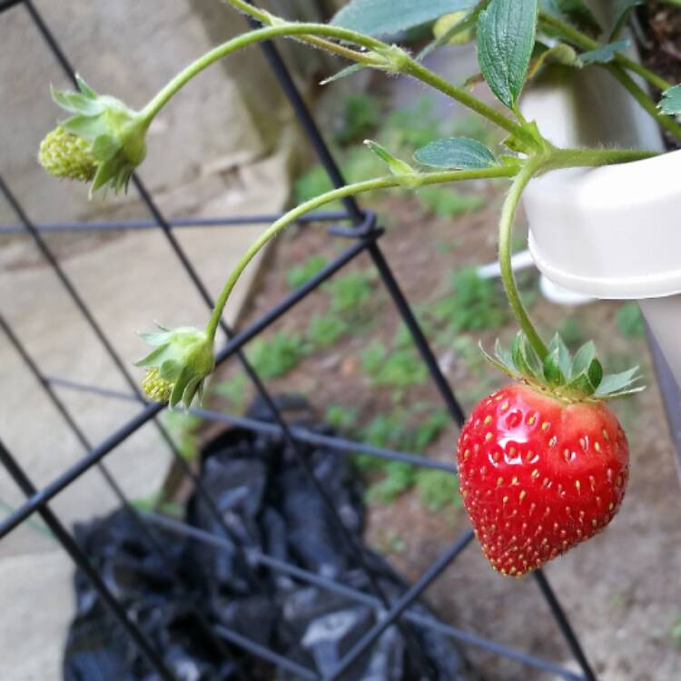 plant image 347835