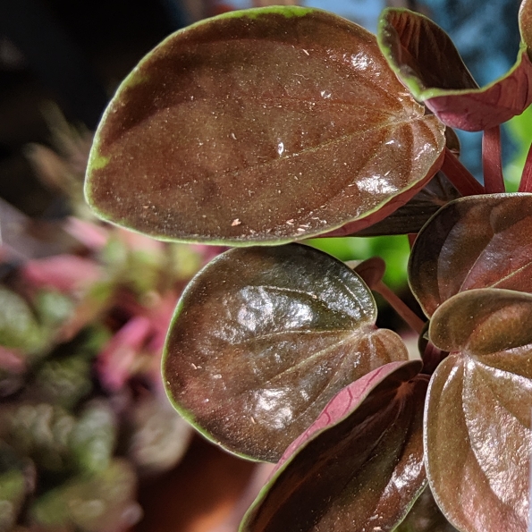 Plant image Peperomia Metallica V. Columbiana