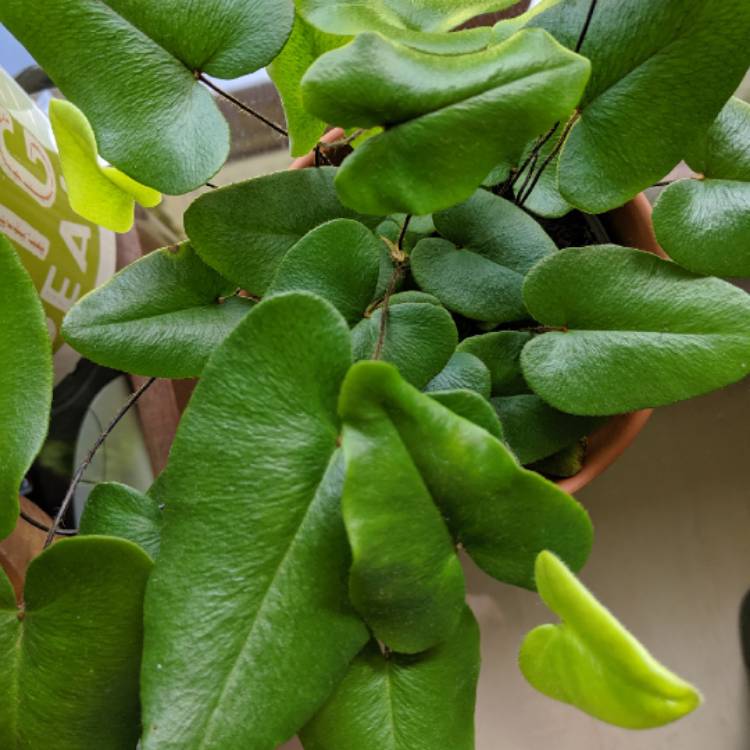 plant image 1141439
