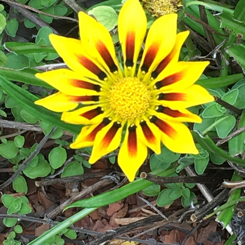 plant image 22679