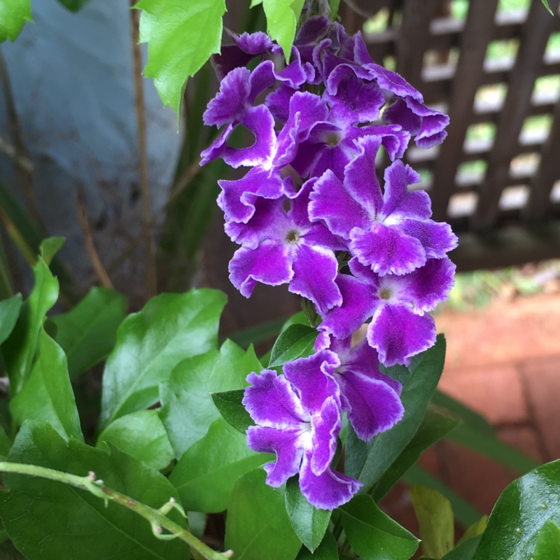 Plant image Duranta repens 'Geisha Girl'