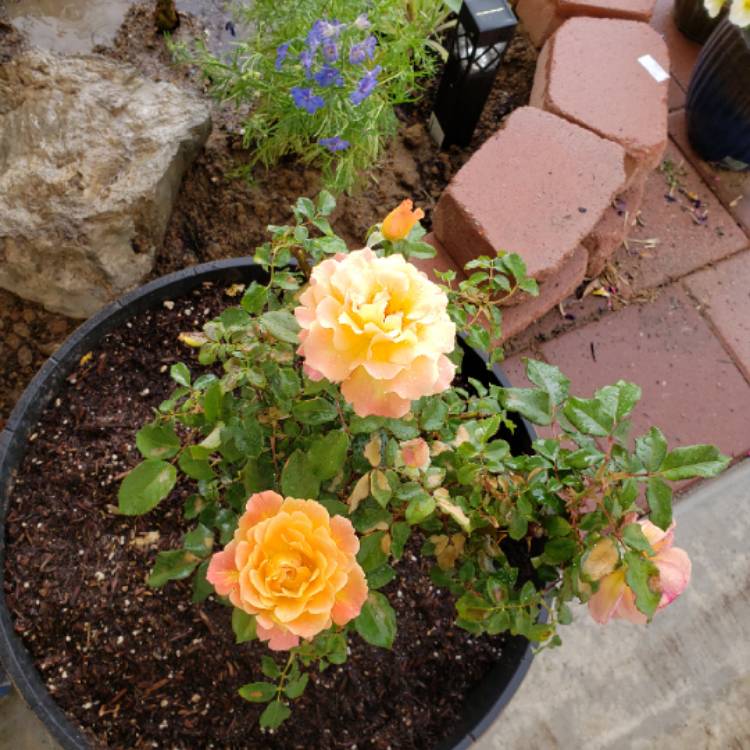 Plant image Rosa 'Rosie The Riveter'