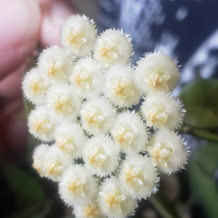 Plant image Hoya lacunosa var. lacunosa