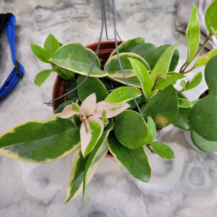 Plant image Hoya carnosa 'Krimson Queen' syn. 'Crimson Queen'