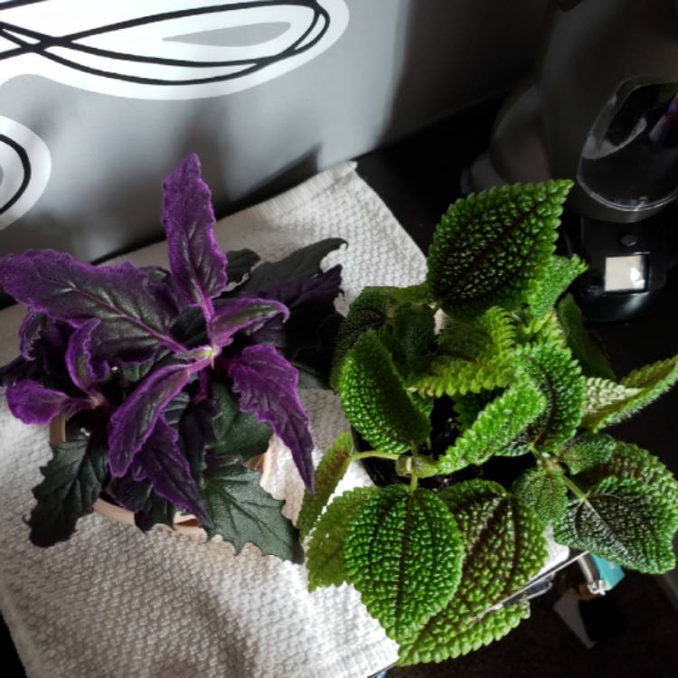 Plant image Gynura Aurantiaca 'Purple Passion'