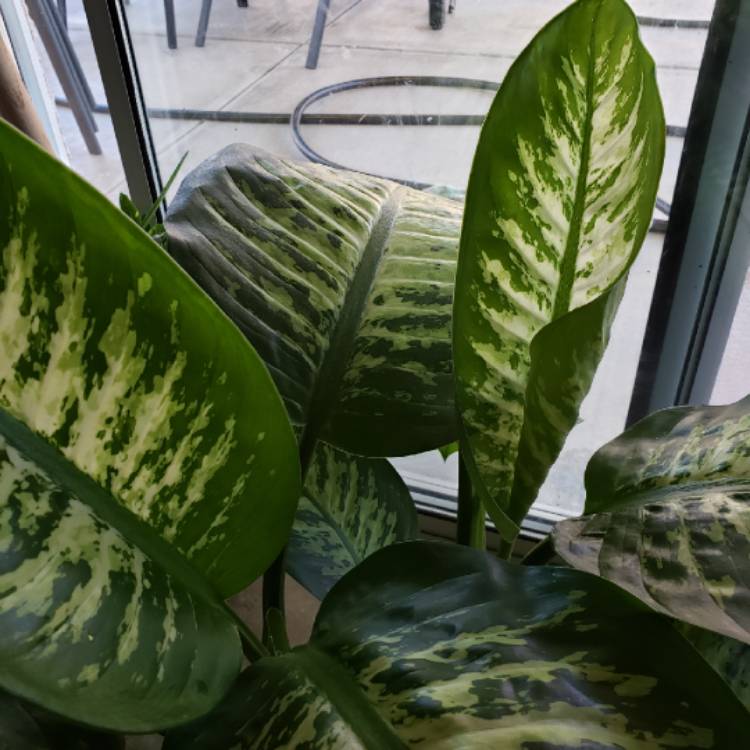 plant image 976907