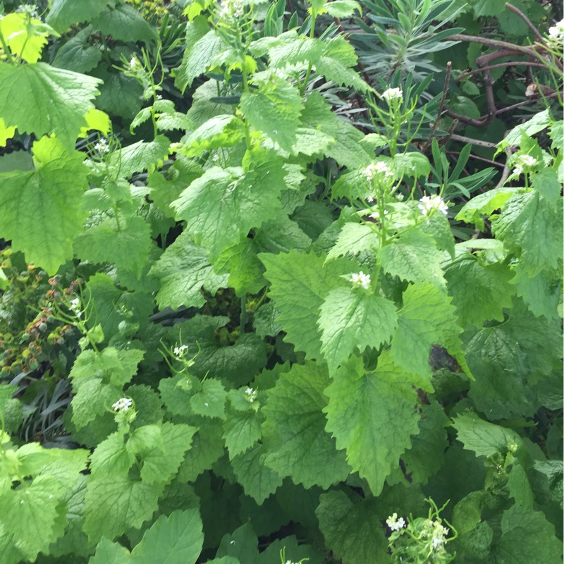 plant image 81155 plant image 81155