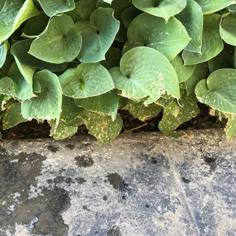 plant image 464506
