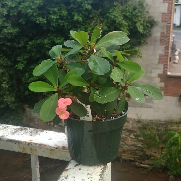 Plant image Euphorbia Milii Siam Hybrid