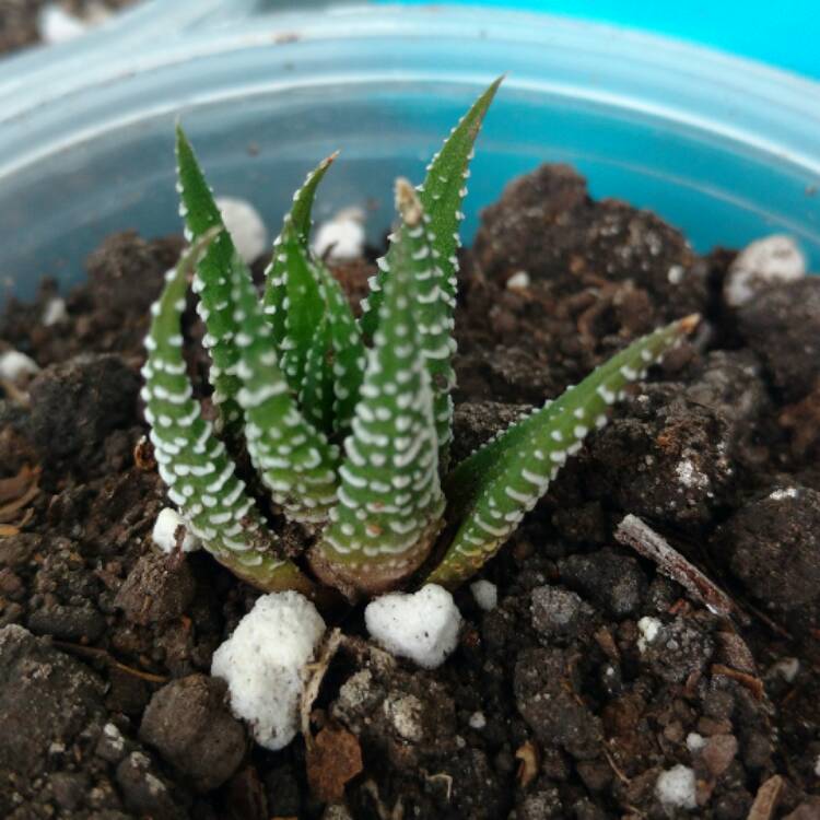 Plant image Haworthiopsis coarctata var. coarctata syn. Haworthia coarctata, Haworthia resendeana