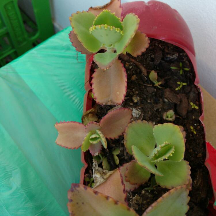 Plant image Kalanchoe Laetivirens 'Big Momma'