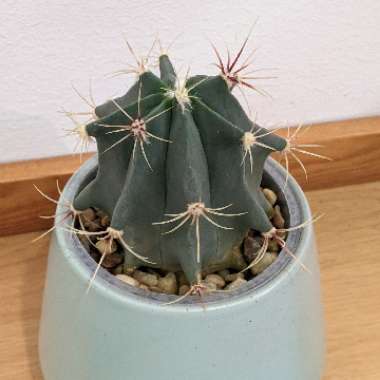 Ferocactus emoryi