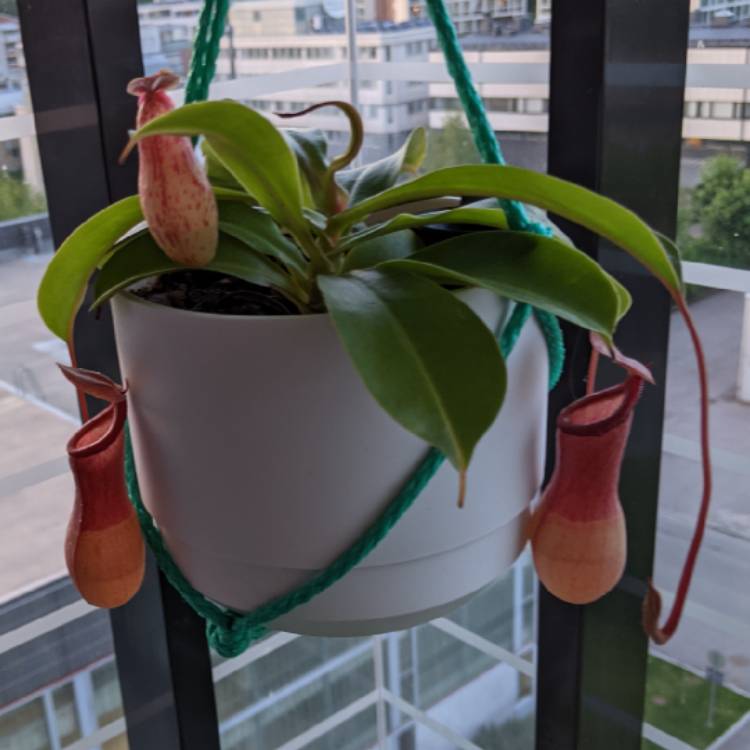 plant image 1542921