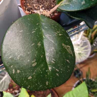 Hoya Obovata