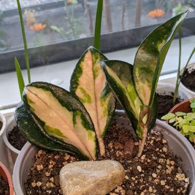 Hoya carnosa 'Krimson Princess' syn. Hoya carnosa 'Rubra'