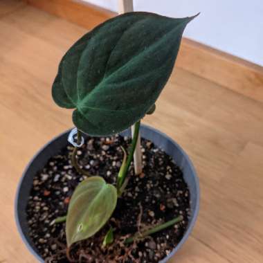 Philodendron Hederaceum Var. Hederaceum