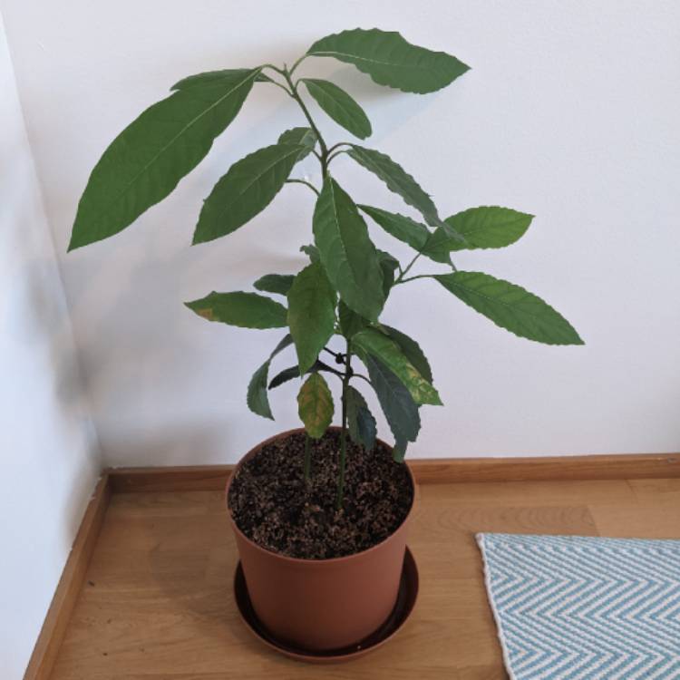 plant image 1543570 plant image 1543570