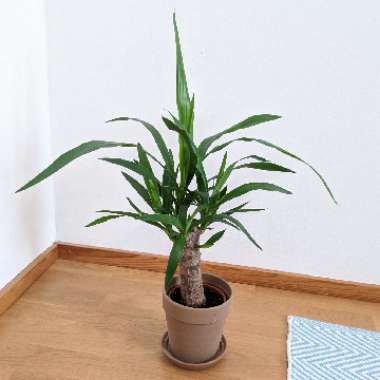 Yucca gigantea