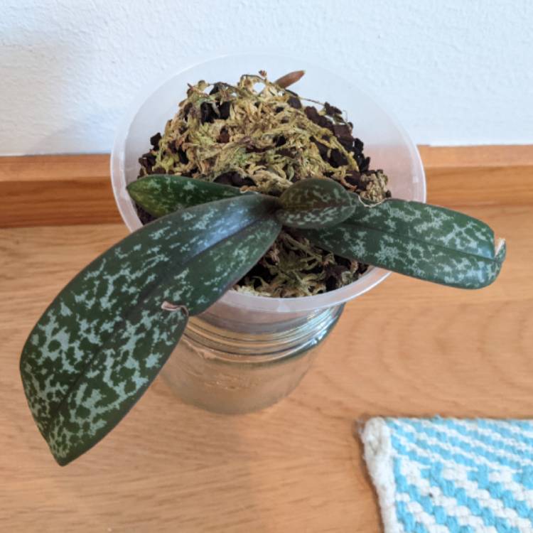 plant image 1543607 plant image 1543607
