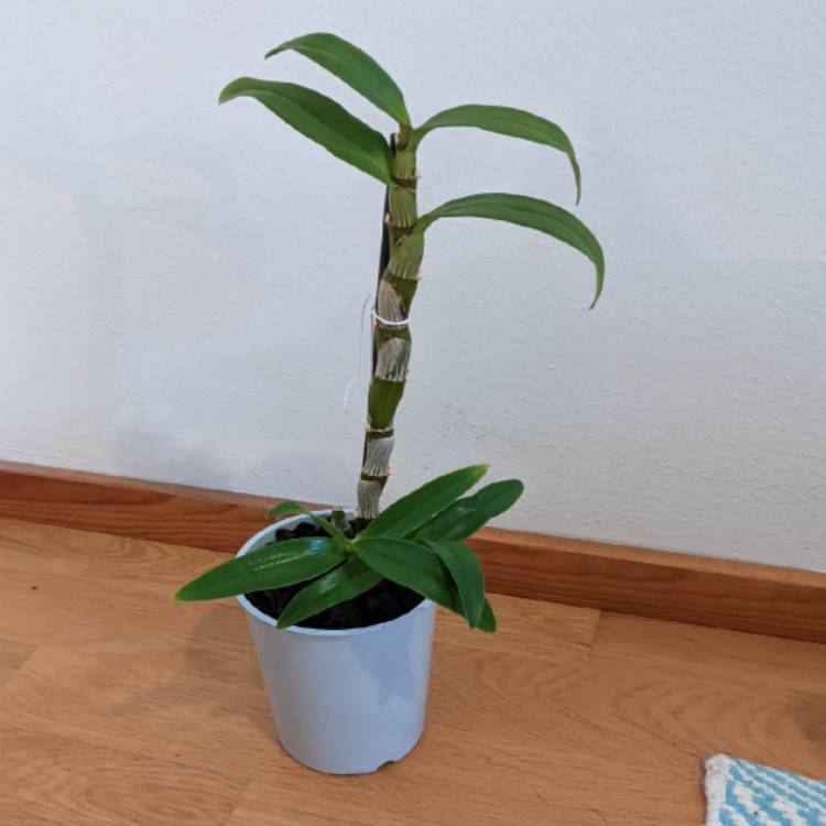 plant image 1543635 plant image 1543635