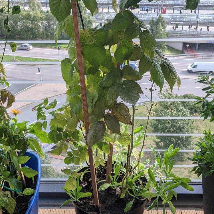 plant image 1543787