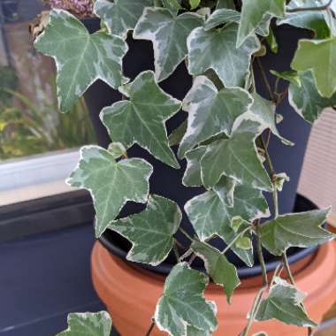 Hedera helix 'Glacier'