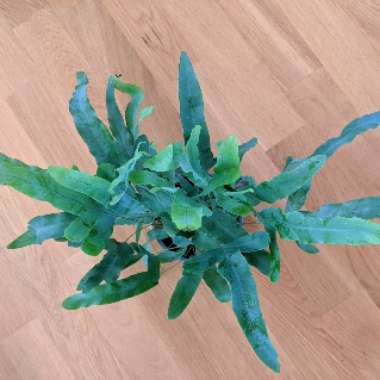 Phlebodium aureum