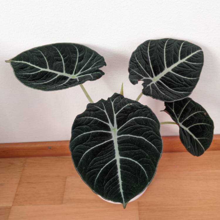 plant image 1552393 plant image 1552393
